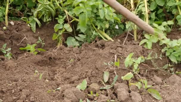 Man Digs Potatoes Ground Growing Potatoes Harvesting Potatoes — Stok video