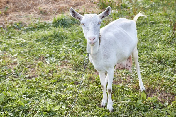 Rural Dairy White Goat Grazes Meadow — 图库照片