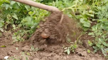 A man digs potatoes from the ground Growing potatoes. Harvesting potatoes.