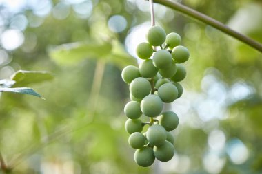 Unripe, green grapes ripen on a branch. Growing grapes. Winemaking