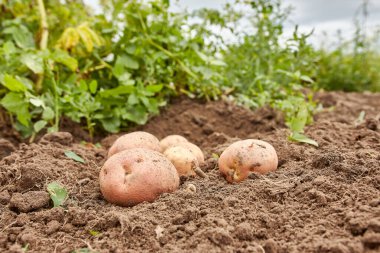 Digging potatoes from the ground. Growing potatoes. Harvesting potatoes.
