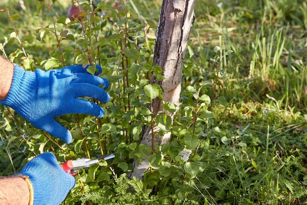 Man Uses Secateurs Cut Harmful Growth Trunk Tree Gardening Garden — Stock Photo, Image