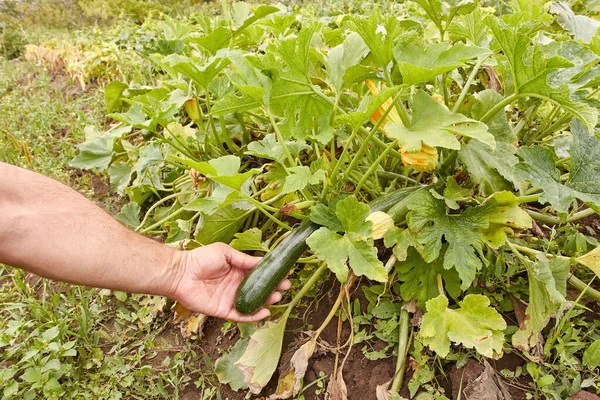 A green zucchini is ripening in the garden. Gardening. Cultivation of zucchini.