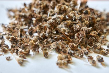 The bodies of dead honey bees are used for medicinal purposes. Use of beekeeping products for medicinal purposes.
