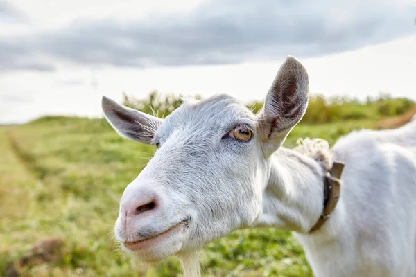 Rural Dairy White Goat Grazes Meadow — Φωτογραφία Αρχείου
