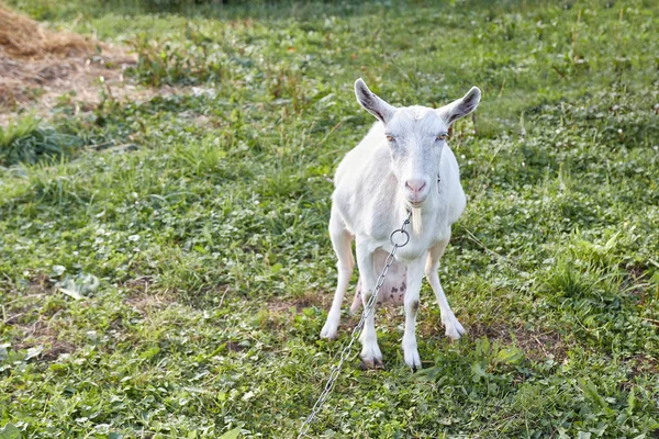 Rural Dairy White Goat Grazes Meadow — 图库照片