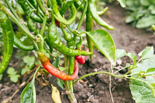 Ripening of chili peppers. Gardening. Cultivation of chili peppers. Chili pepper harvest.