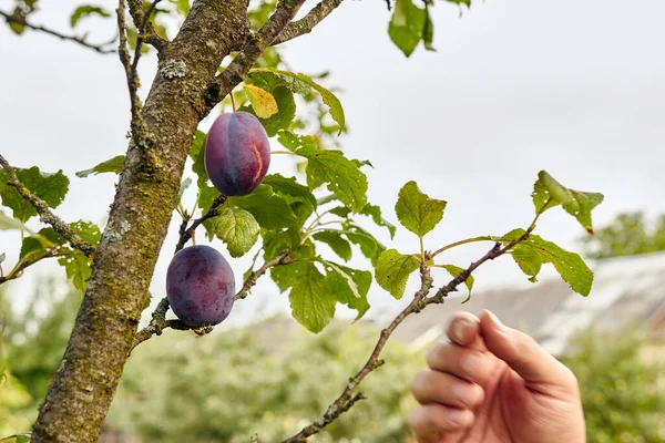 Ripe plums on a tree branch. Cultivation of plums. Plum harvest. Gardening. Garden care.