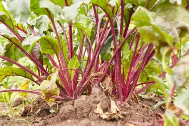 Harvesting beets. Gardening. Growing beets.