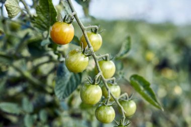 Ripening of cherry tomatoes. Gardening Growing tomatoes. Tomato harvest.