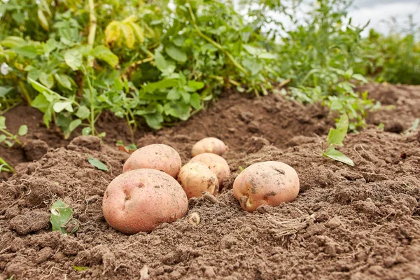 Digging potatoes from the ground. Growing potatoes. Harvesting potatoes.