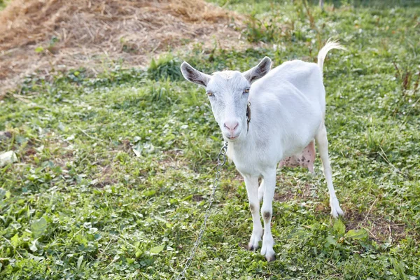 Rural Dairy White Goat Grazes Meadow — 图库照片