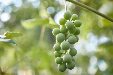 Unripe, green grapes ripen on a branch. Growing grapes. Winemaking
