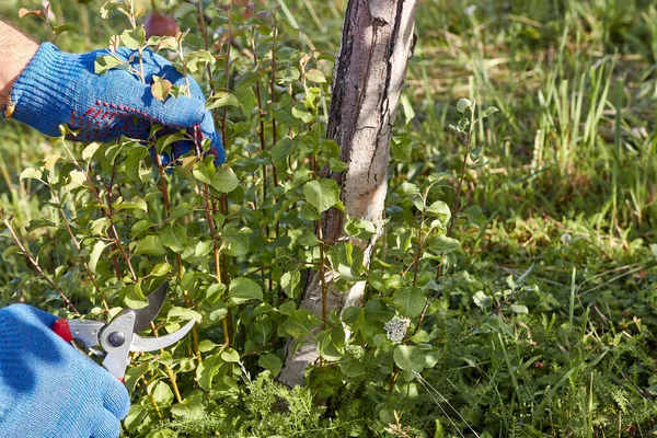 A man uses secateurs to cut harmful growth near the trunk of a tree. Gardening. Garden care.