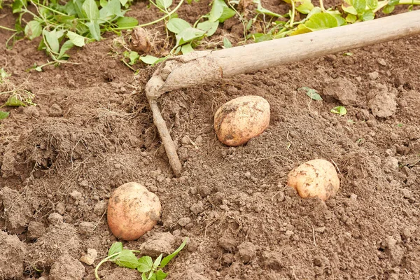 Копаю Картошку Земли Выращиваю Картошку Сбор Картофеля — стоковое фото