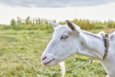 A rural dairy white goat grazes in a meadow. Livestock breeding and care.