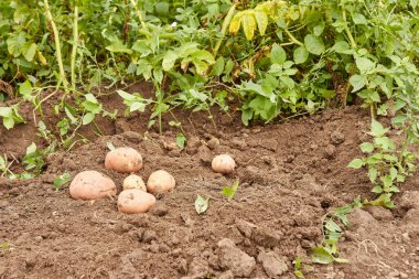 Digging potatoes from the ground. Growing potatoes. Harvesting potatoes.