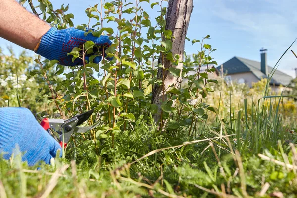 A man uses secateurs to cut harmful growth near the trunk of a tree. Gardening. Garden care.