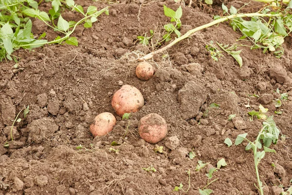 Digging potatoes from the ground. Growing potatoes. Harvesting potatoes.