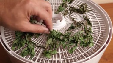Mint branches are placed in an electric dryer for complete drying. Drying and storage of plants.