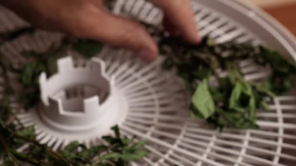 Mint Branches Placed Electric Dryer Complete Drying Drying Storage Plants — Video