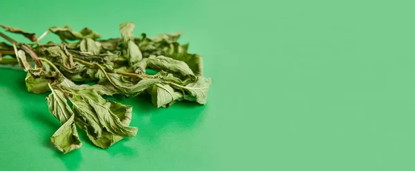 Sprigs Mint Drying Green Background Drying Storage Plants — Zdjęcie stockowe