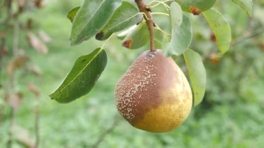 A rotten pear is plucked from a branch. Loss of pear crop due to bad weather.