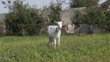 A dairy goat grazes in a meadow near the village. Livestock concept.