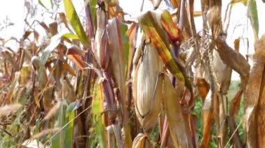 A corn cob is broken off from the stem. The concept of growing corn. Corn harvest.