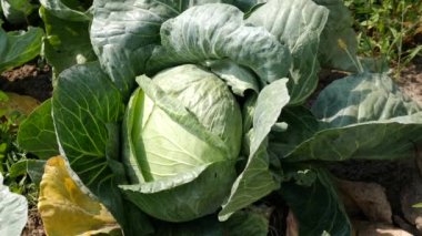 A head of cabbage is cut with a knife. Cabbage harvesting concept.