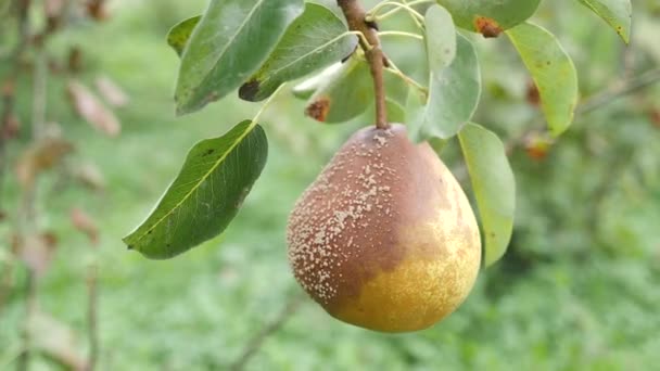 Rotten Pear Plucked Branch Loss Pear Crop Due Bad Weather — Stockvideo