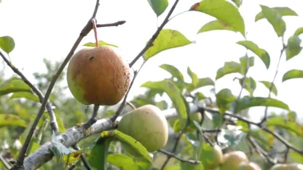 Rotten Apple Plucked Branch Loss Apple Crop Due Bad Weather — 图库视频影像