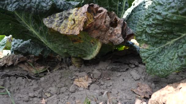 Head Cabbage Cut Knife Cabbage Harvesting Concept — Video Stock