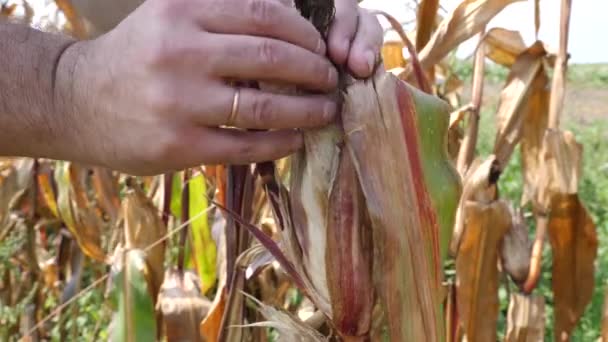 Corn Cob Broken Stem Concept Growing Corn Corn Harvest — Stok video