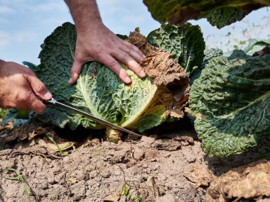 A head of cabbage is cut with a knife. Cabbage harvesting concept.