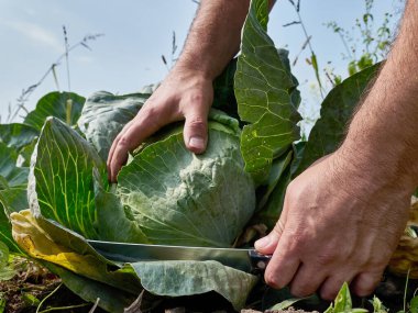 A head of cabbage is cut with a knife. Cabbage harvesting concept.