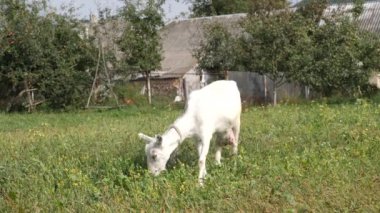 A dairy goat grazes in a meadow near the village. Livestock concept.