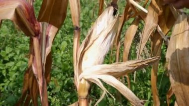A corn cob is broken off from the stem. The concept of growing corn. Corn harvest.