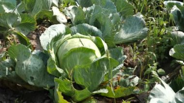A head of cabbage is cut with a knife. Cabbage harvesting concept.