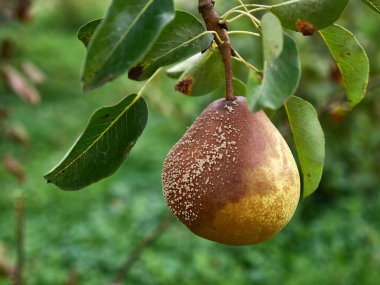 A rotten pear is plucked from a branch. Loss of pear crop due to bad weather.