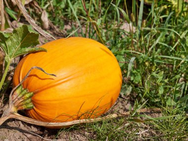 A large yellow pumpkin is ripening in the garden. Cultivation of pumpkin. Pumpkin picking.