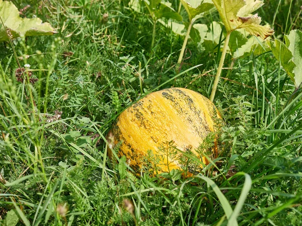 Large Yellow Pumpkin Ripening Garden Cultivation Pumpkin Pumpkin Picking — Zdjęcie stockowe