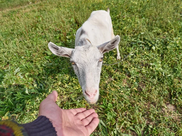 Dairy Goat Grazes Meadow Village Livestock Concept — 图库照片