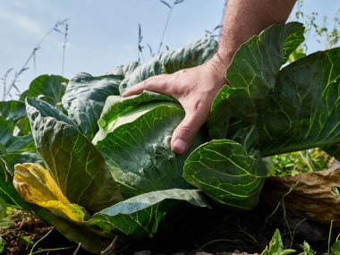 A head of cabbage is cut with a knife. Cabbage harvesting concept.