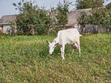 A dairy goat grazes in a meadow near the village. Livestock concept.