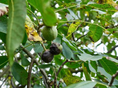 A damaged nut on a tree branch. Walnut cultivation.