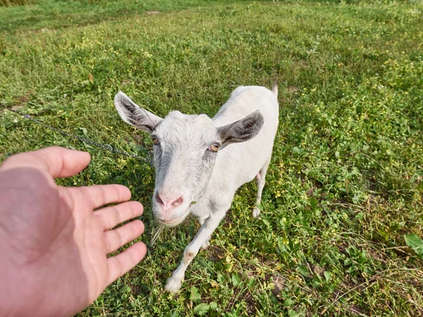 Dairy Goat Grazes Meadow Village Livestock Concept — 图库照片