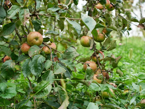 The branches of the tree bent to the ground under the weight of the apples.