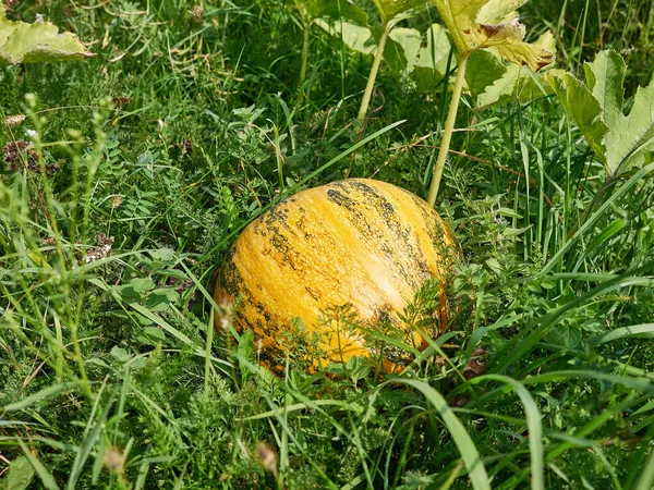 Large Yellow Pumpkin Ripening Garden Cultivation Pumpkin Pumpkin Picking — Zdjęcie stockowe