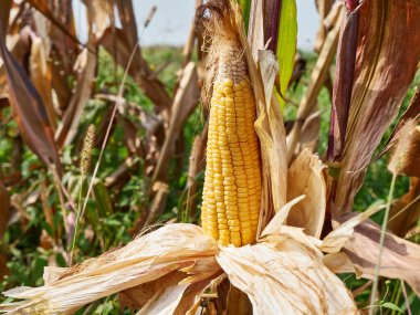A corn cob is broken off from the stem. The concept of growing corn. Corn harvest.